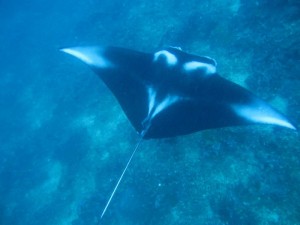 Mantarochen Pescador Island